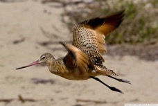 Marbled Godwit 9386