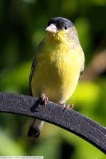  Lesser Goldfinch 2100.jpg