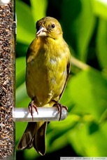 Lesser Goldfinch  female 1918.jpg