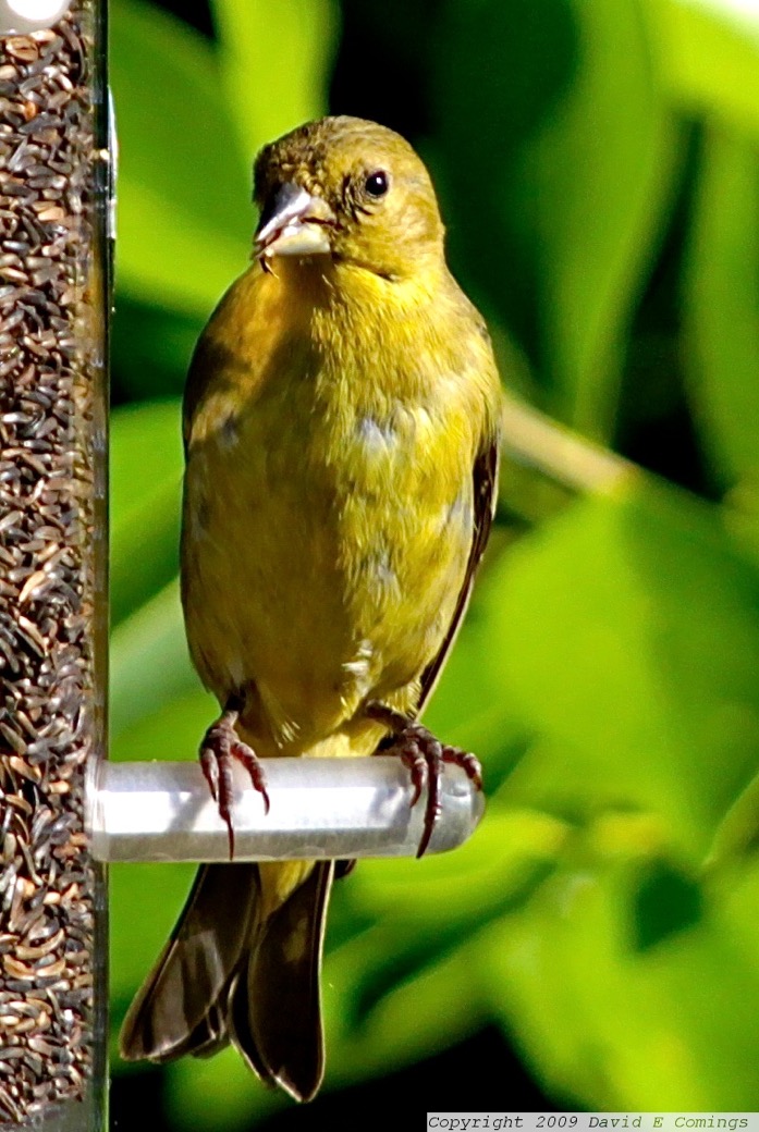 Lesser Goldfinch 1918.jpg