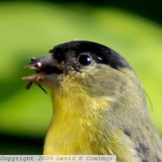 Lesser Goldfinch 2058.jpg