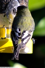 Lesser Goldfinch 2066.jpg