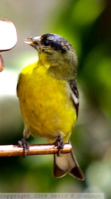 Lesser Goldfinch 335.jpg