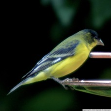 Lesser Goldfinch male 1973.jpg