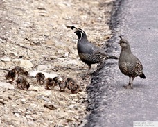 California Quail 4809.jpg