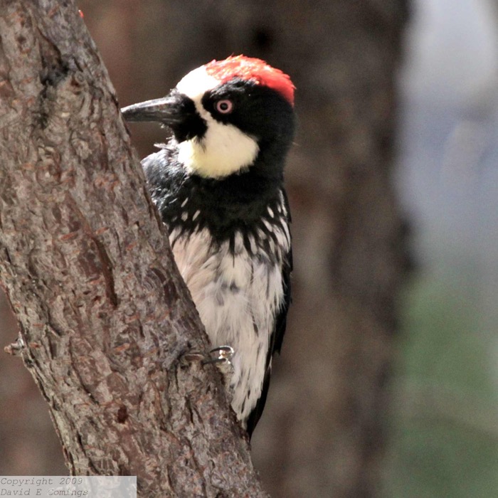 Acorn Woodpecker 0722