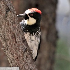 Acorn Woodpecker 0722