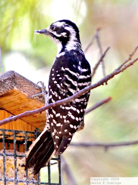 Nuthall's Woodpecker 0788