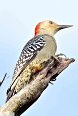 Red-bellied Woodpeacker 1458