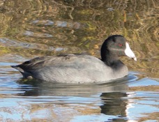 American Coot-40.jpg