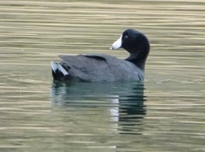American Coot-256.jpg