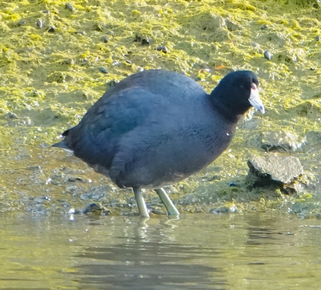 American Coot-74.jpg