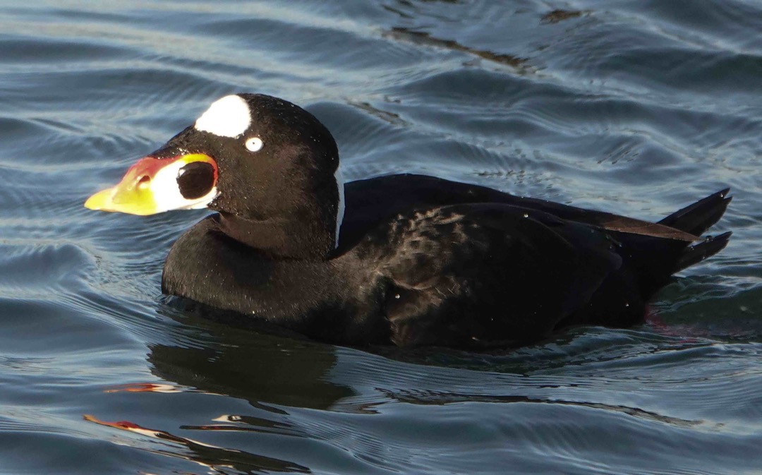 Surf Scoter male-126.jpg