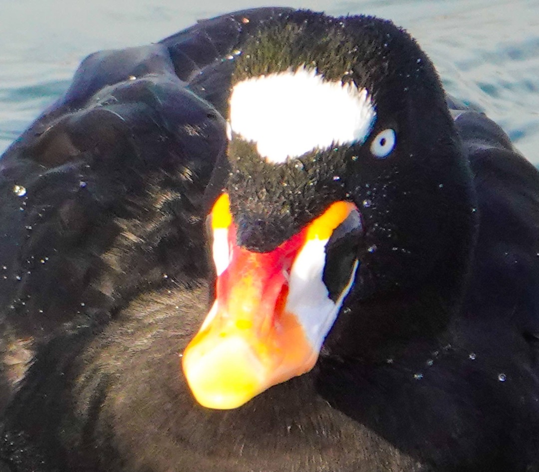 Surf Scoter male-90.jpg