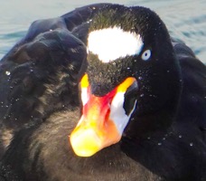 Surf Scoter male-90.jpg