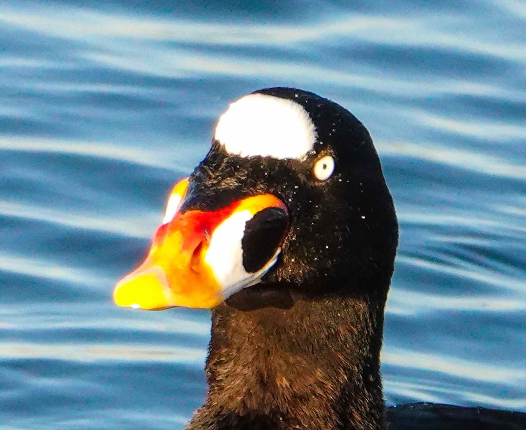 Surf Scoter male-139.jpg