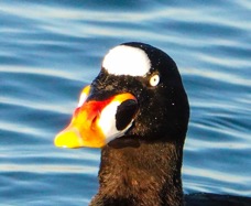 Surf Scoter male-139.jpg