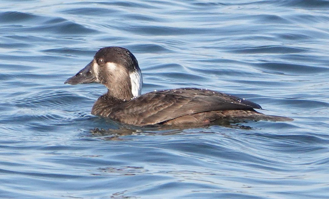 Surf Scoter female-21.jpg