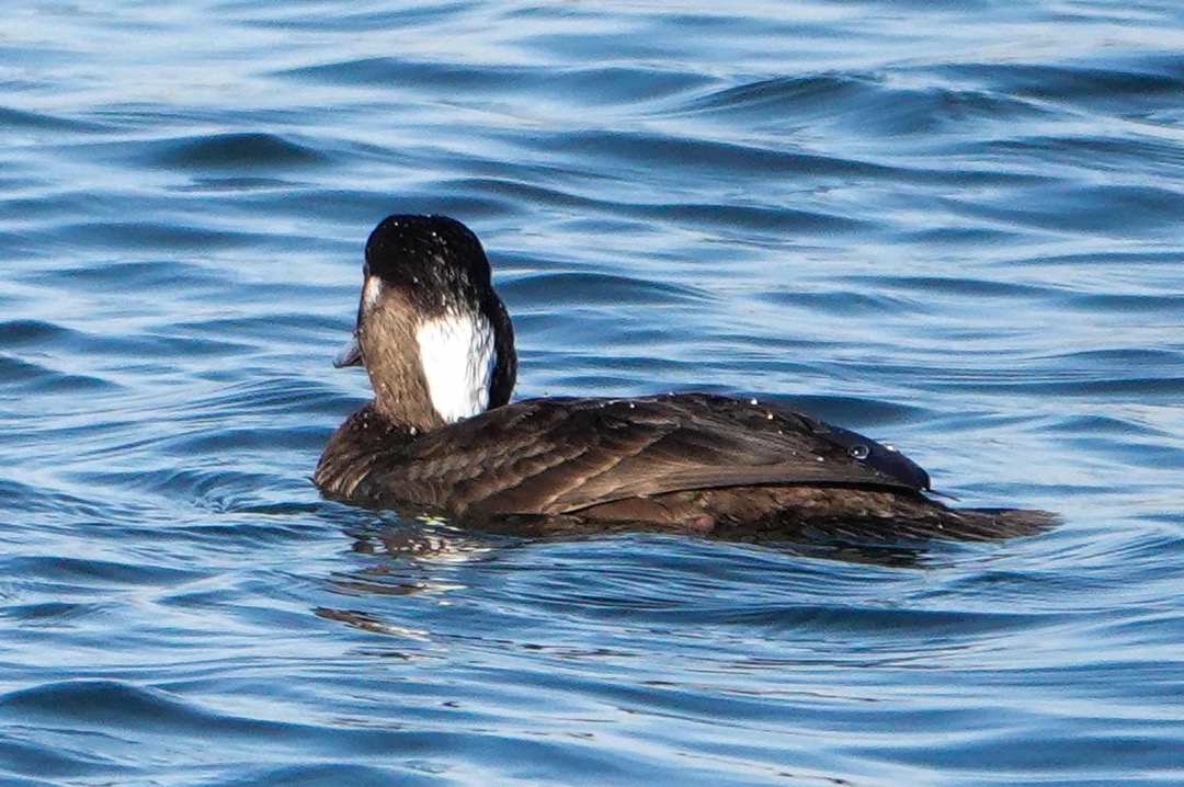 Surf Scoter female-22.jpg