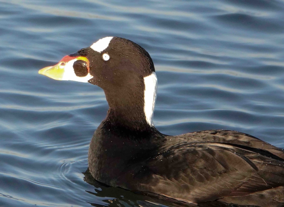 Surf Scoter male-141.jpg
