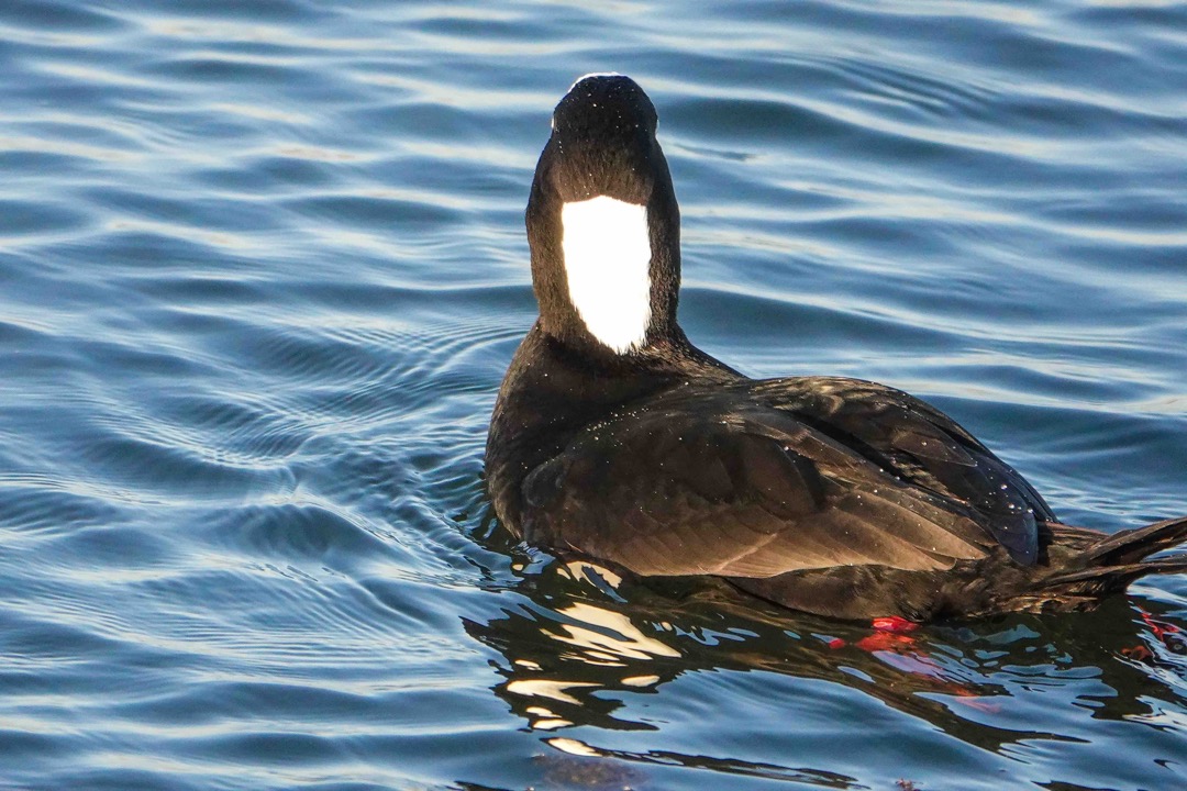 Surf Scoter male-142.jpg