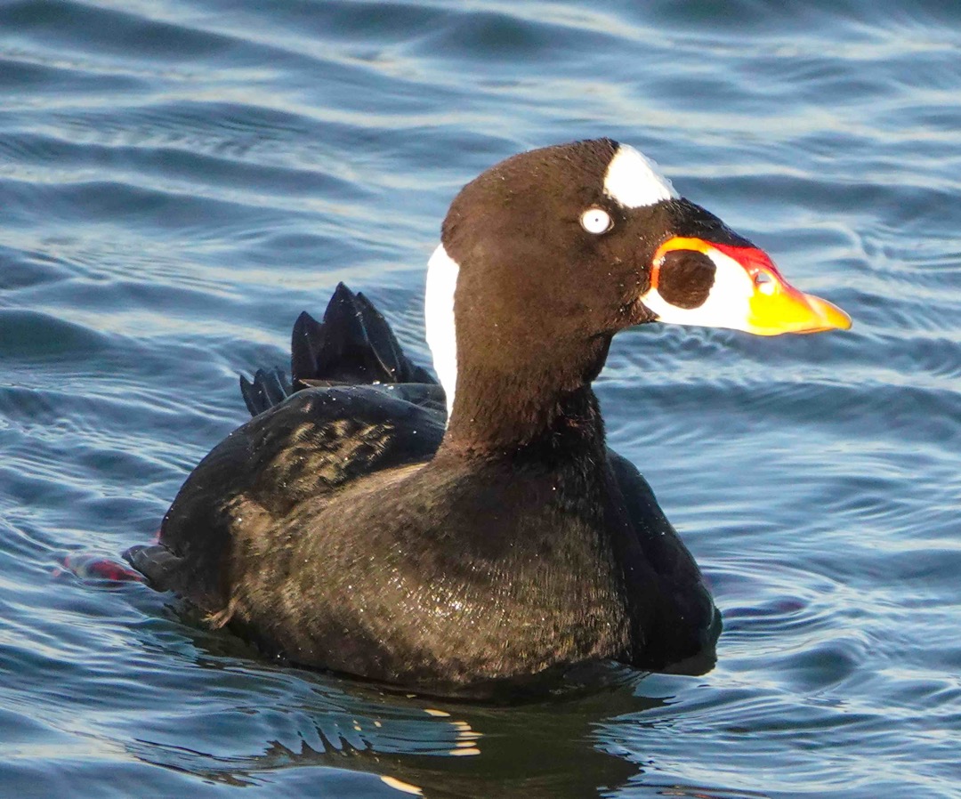 Surf Scoter male-146.jpg