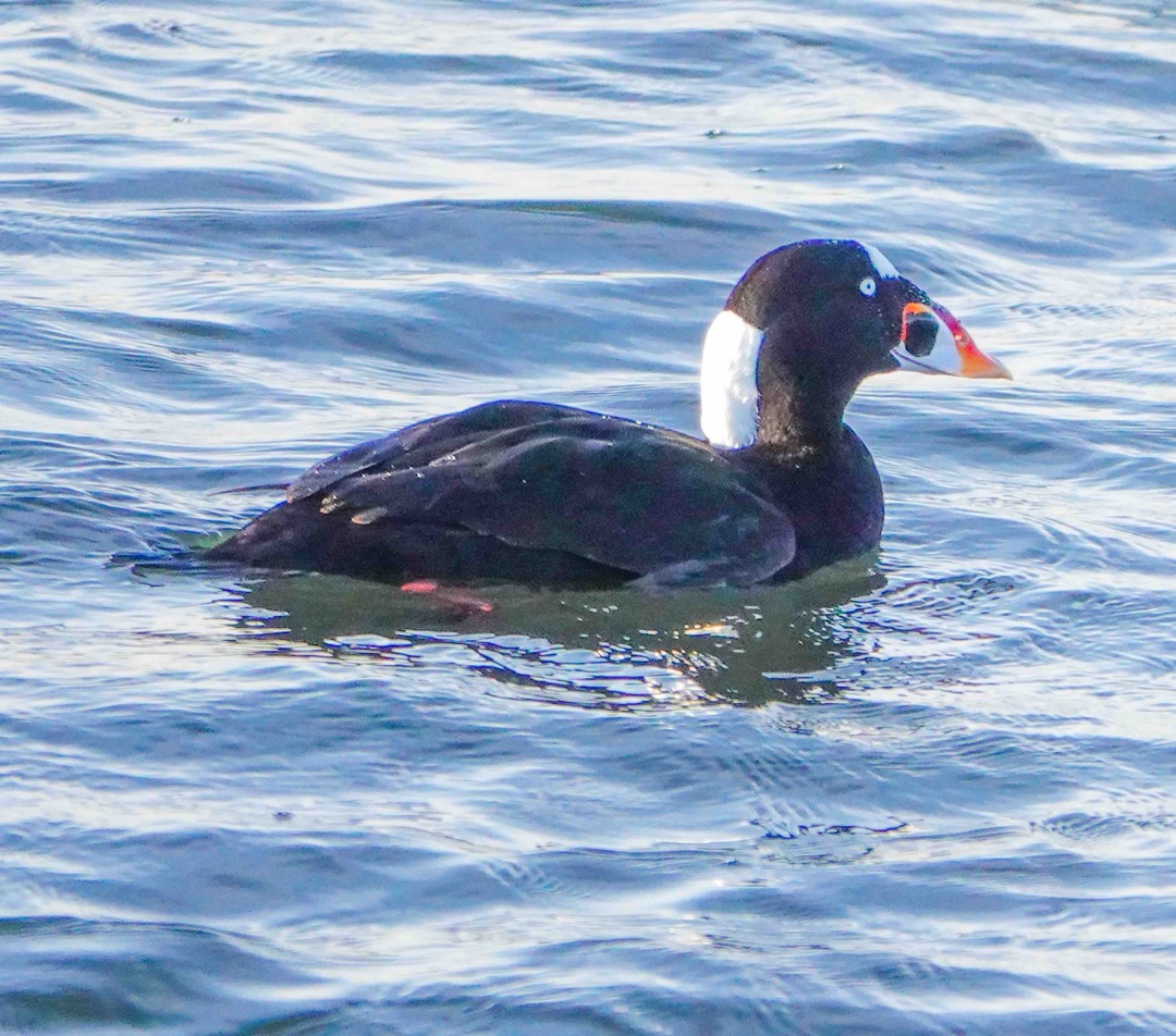 Surf Scoter male-98.jpg