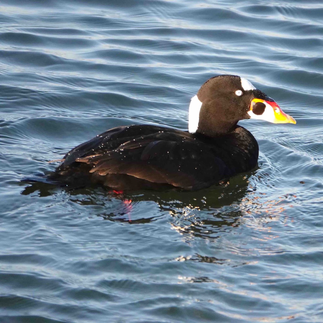 Surf Scoter-152.jpg