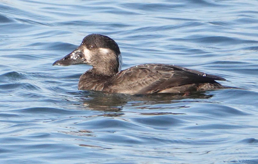 Surf Scoter female-20.jpg