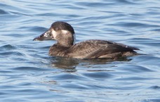 Surf Scoter female-20.jpg