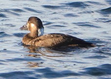 Surf Scoter female-110.jpg