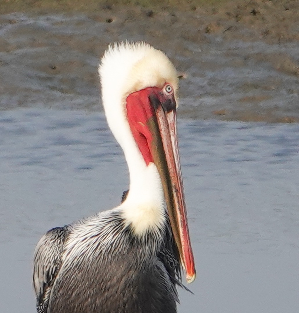 Bown Pelican-58.jpg