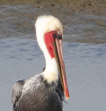 Bown Pelican-58.jpg