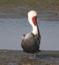 Bown Pelican-59.jpg