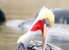 Brown Pelican-252.jpg