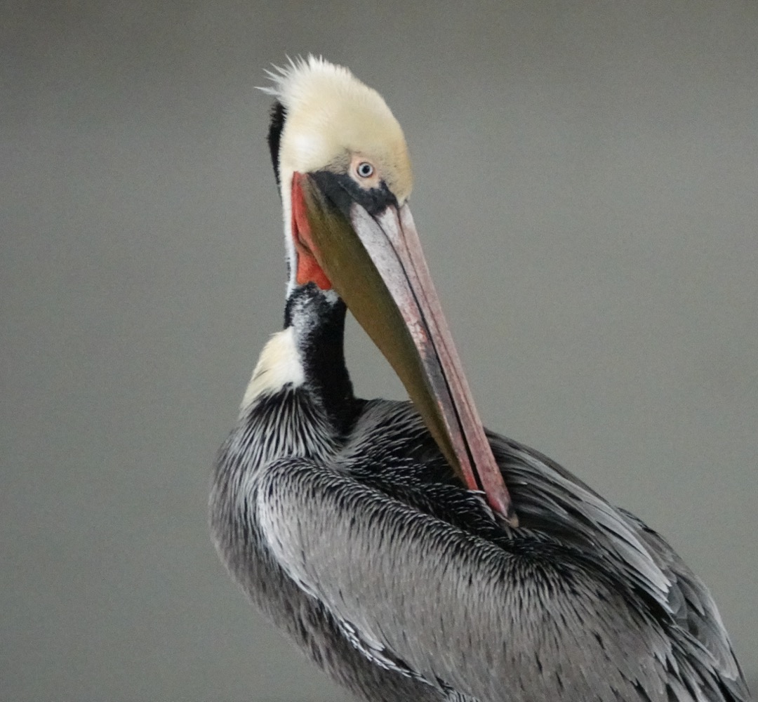 Brown Pelican-259.jpg