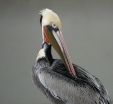 Brown Pelican-259.jpg