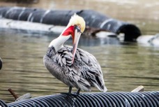 Brown Pelican.jpg