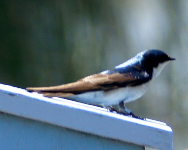 Tree Swallow 6194.jpg