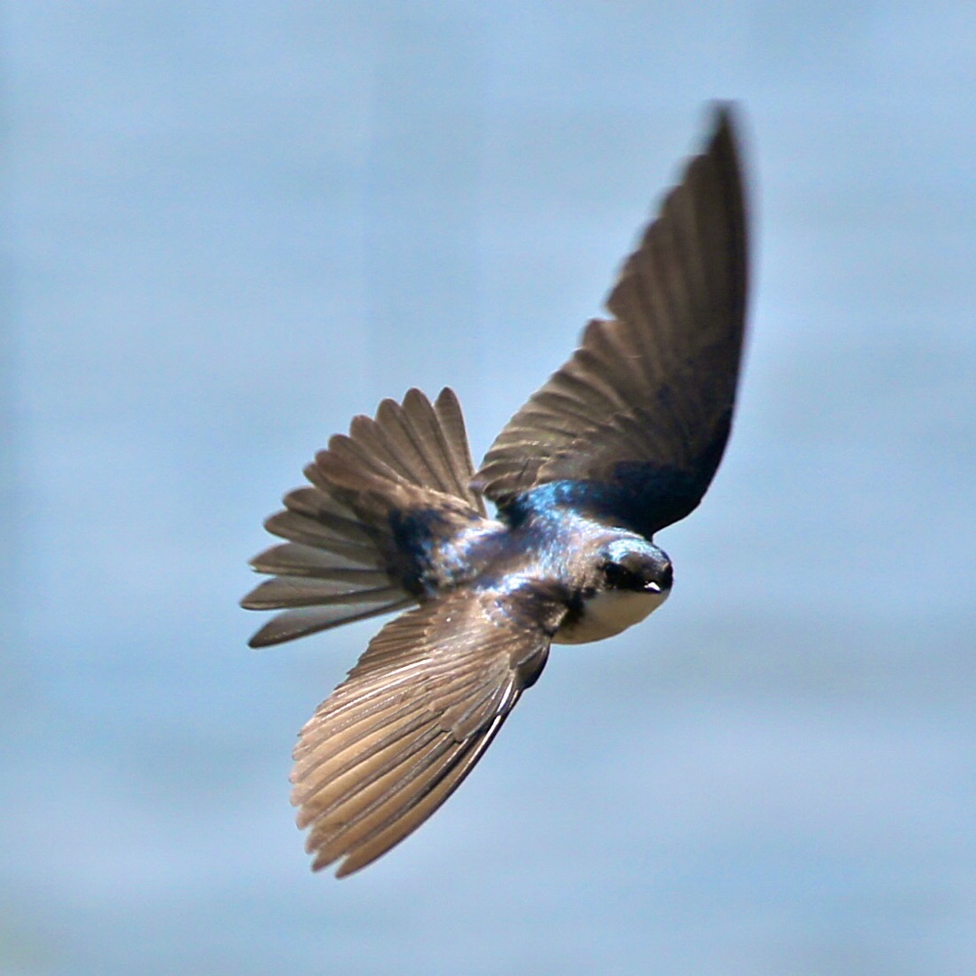 Tree Swallow 6170.jpg