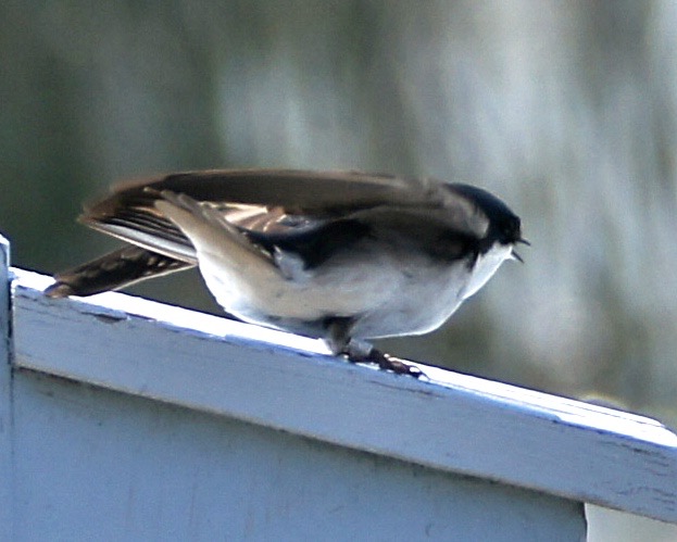 Tree Swallow 6182.jpg