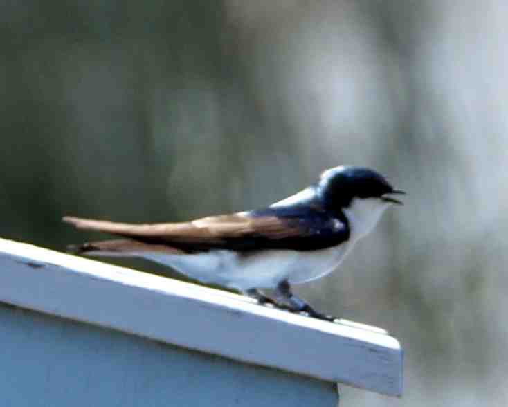 Tree Swallow 6193