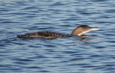 Common Loon Non-breeding.jpg