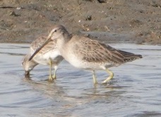 Long-billed Dowitcher-159.jpg