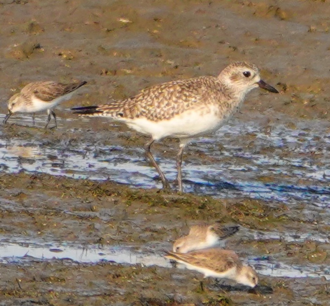 Black-bellied Plover non-breeding-185.jpg