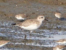 Black-bellied Plover non-breeding-187.jpg