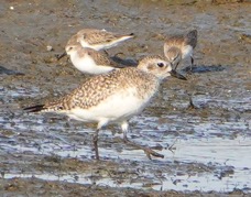 Black-bellied Plover non-breeding-188.jpg