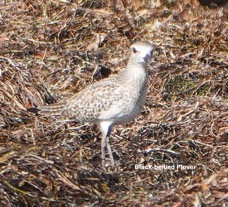 Black-bellied Plover-4t.jpg