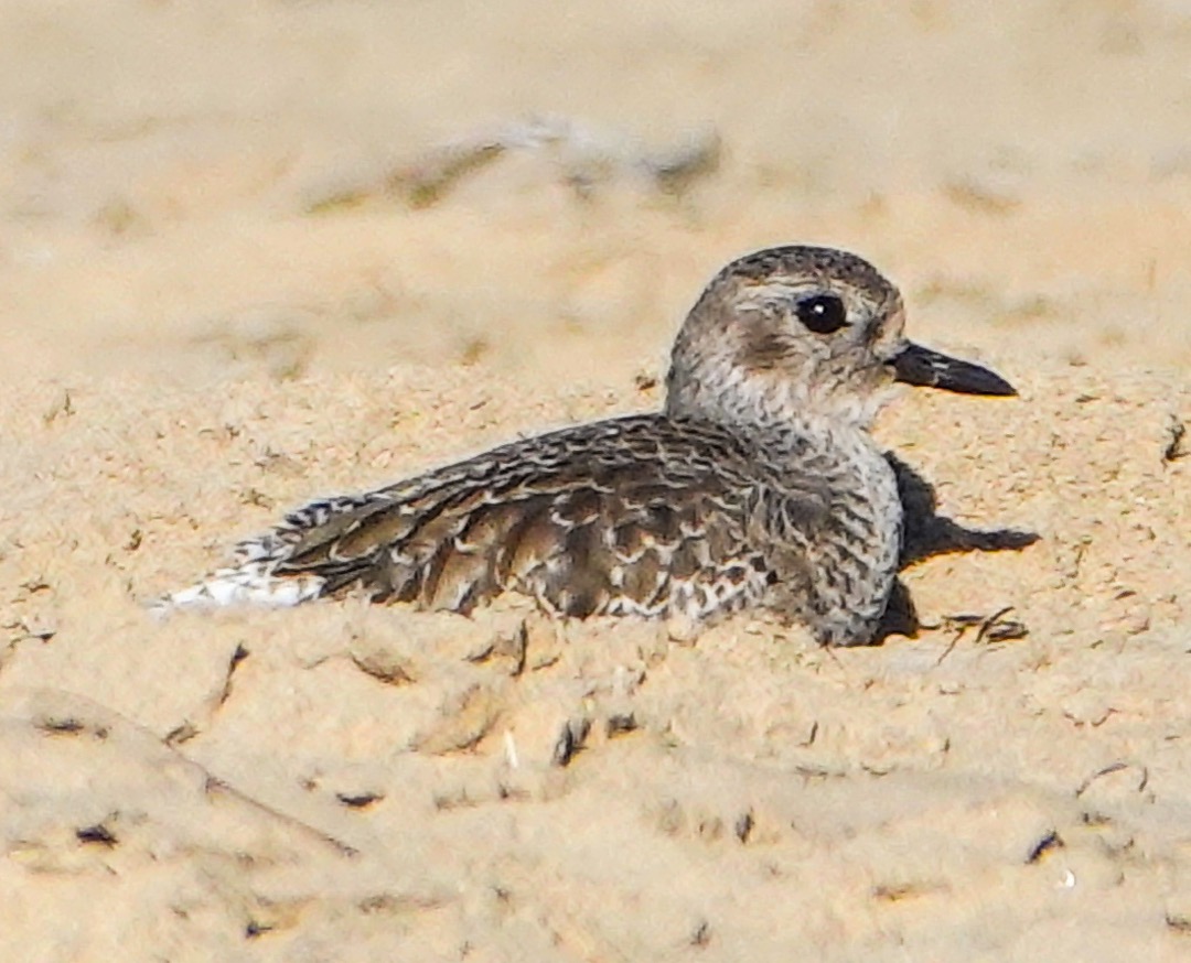 Black-bellied Plower-129.jpg