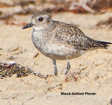 Black-bellied Plower-134t.jpg